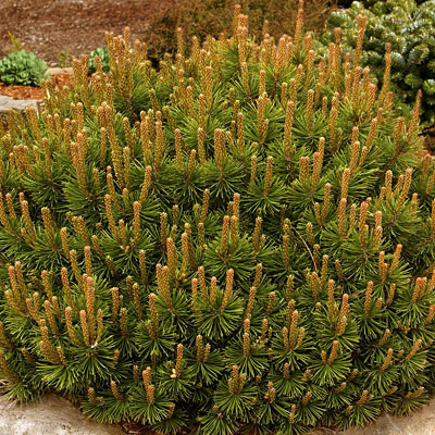 Pinus m. 'Slowmound'