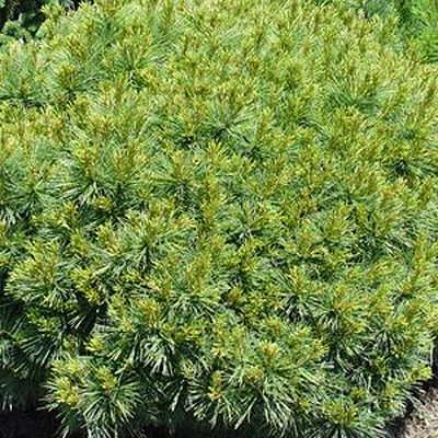 Pinus st. 'Soft Touch'