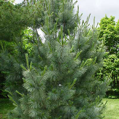 Pinus strobus