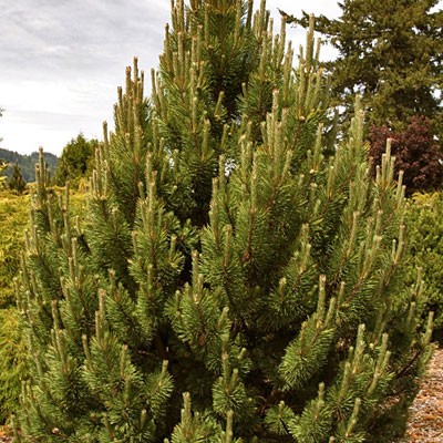 Pinus m. 'Tannenbaum'