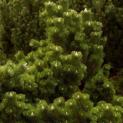 Pinus t. 'Thunderhead'