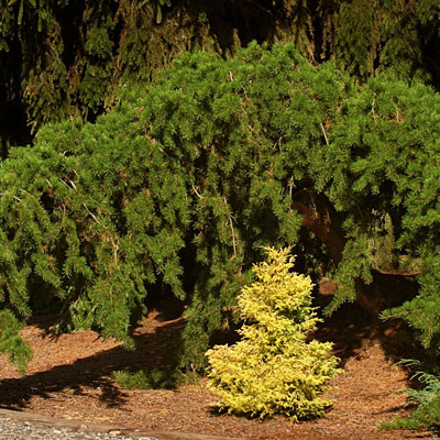 Pinus ba. 'Uncle Fogy'