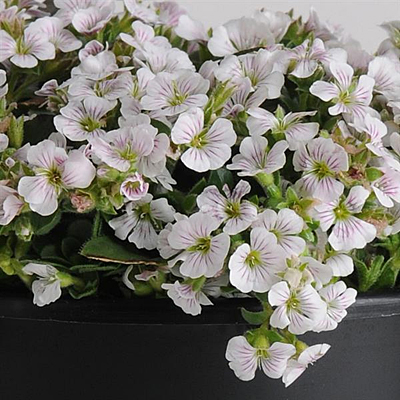 Gypsophila c. 'Pixie Splash'