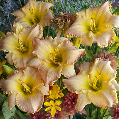 Hemerocallis 'Pizza Crust'