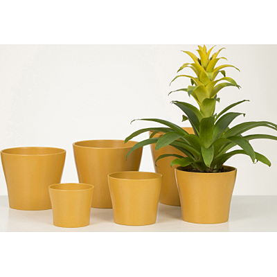 Planter 808 - Curcuma
