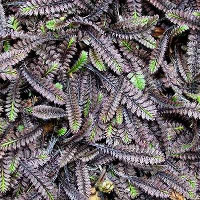Leptinella s. 'Platt's Black'