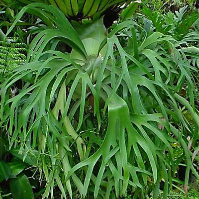 Platycerium bifurcatum