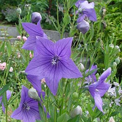 Platycodon g. 'Blue'