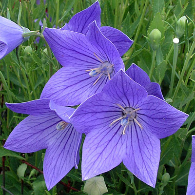Platycodon g. 'Fuji Blue'