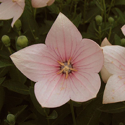 Platycodon g. 'Fuji Pink'