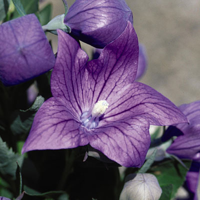 Platycodon g. 'Mariesii'