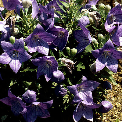 Platycodon g. 'Sentimental Blue'