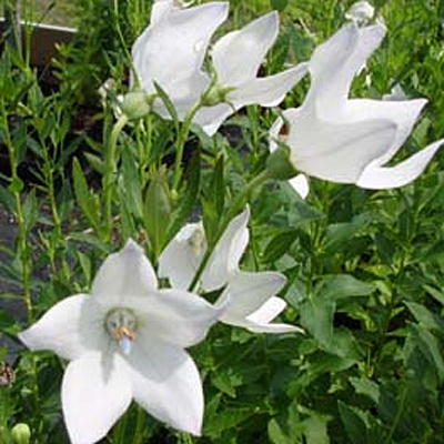 Platycodon g. 'White'