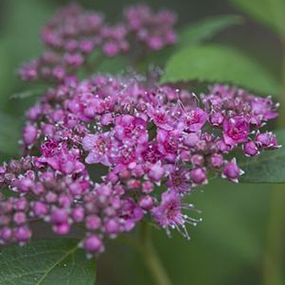 Spiraea j. 'DP Artist'