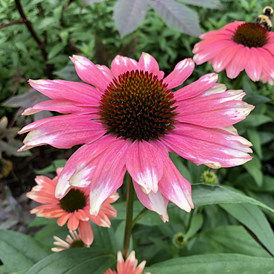 Echinacea x 'Playful Meadow Mama'