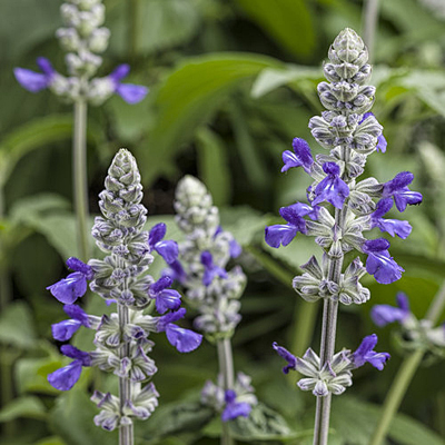 Salvia 'Rockin Playin the Blues'