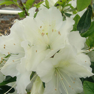 Azalea 'Girard's Pleasant White'