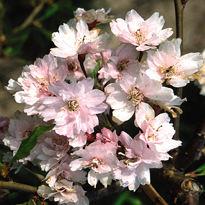Prunus x s. 'Pendula Plena Rosea'