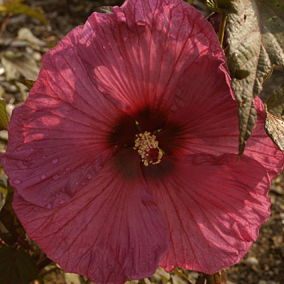 Hibiscus 'Plum Crazy'