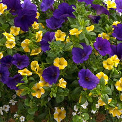 Combo 'Plum Crazy'