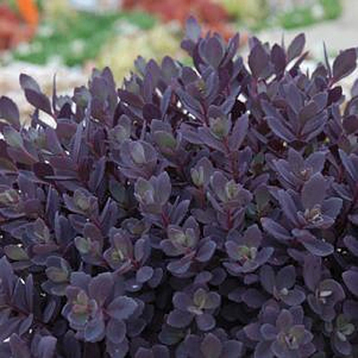 Sedum x 'Plum Dazzled'
