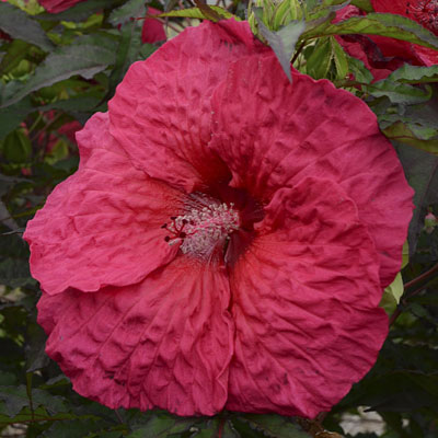 Hibiscus 'Plum Fantasy'