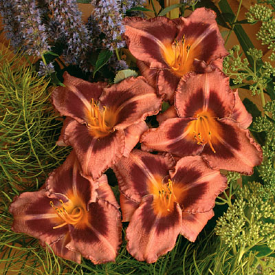 Hemerocallis 'Just Plum Happy'