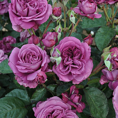 Rosa 'Plum Perfect'