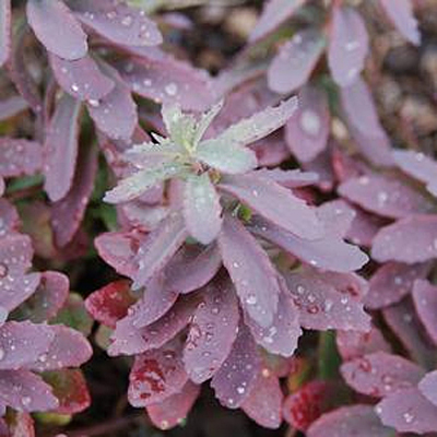 Sedum x 'Plum Perfection'