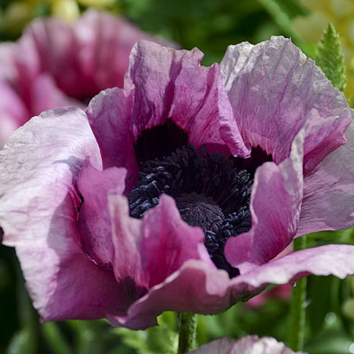 Papaver o. 'Plum Pudding'