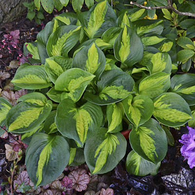 Hosta 'Pocketful of Sunshine'