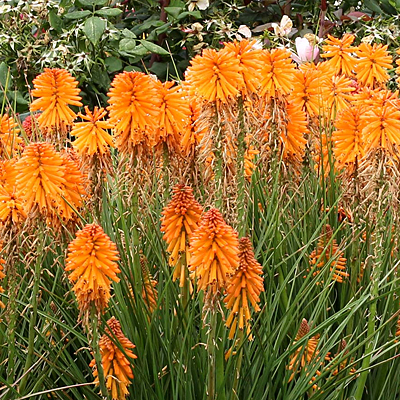 Kniphofia x 'Poco Orange'