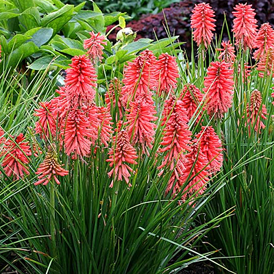 Kniphofia x 'Poco Red'
