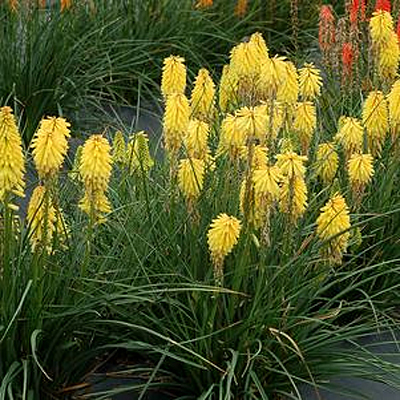 Kniphofia x 'Poco Yellow'