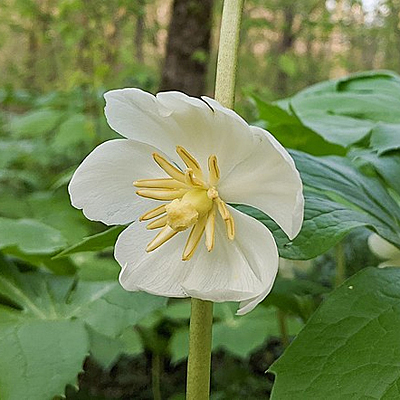 Podophyllum peltatum