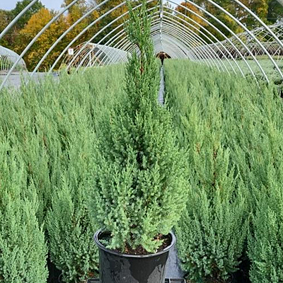 Juniperus ch. 'Blue Point' (HOLIDAY)