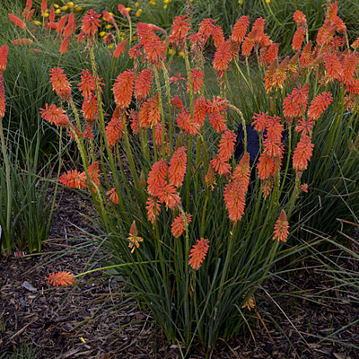 Kniphofia x 'Poker Face'