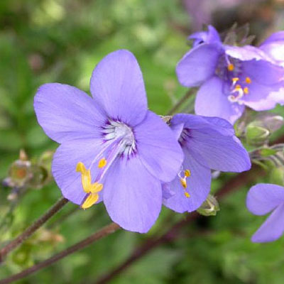 Polemonium x 'Bressingham Purple'