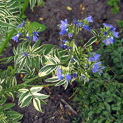 Polemonium x 'Brise D'Anjou'