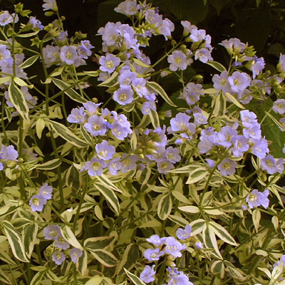 Polemonium x 'Stairway to Heaven'