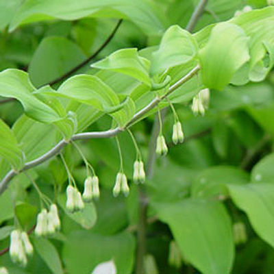 Polygonatum commutatum
