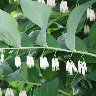 Polygonatum multiflorum