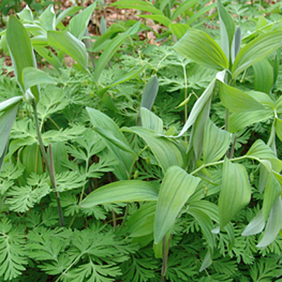 Polygonatum pubescens