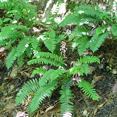 Polystichum acrostichoides
