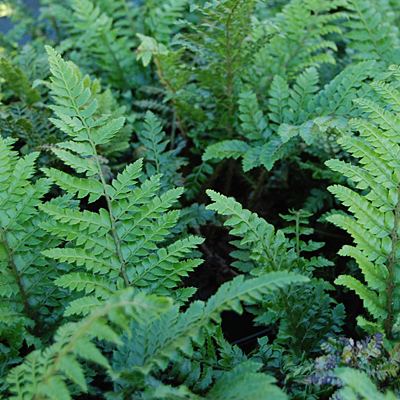 Polystichum polyblepharum