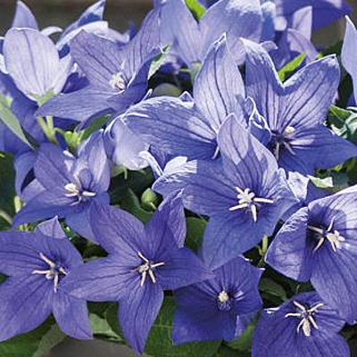 Platycodon g. 'Pop Star Blue'