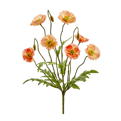 Poppy Bush x6 - Salmon