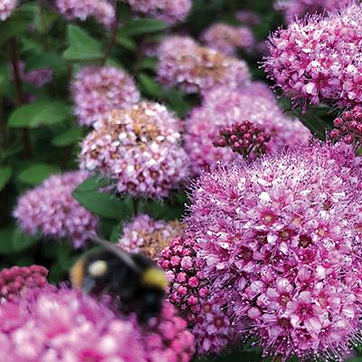 Spiraea j. 'Poprocks Petite'