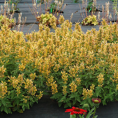 Agastache x 'Poquito Butter Yellow'