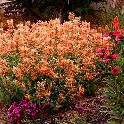 Agastache x 'Poquito Orange'